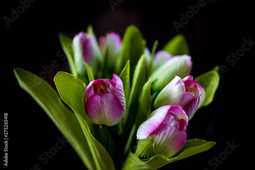 tulips on a black background