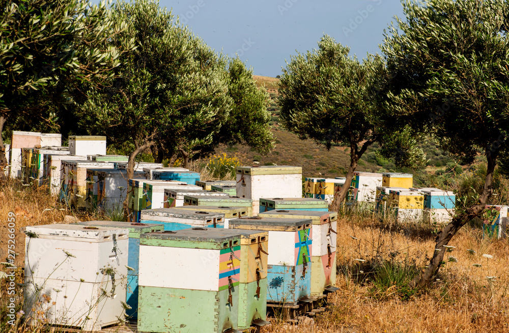 Bienenstöcke unter Olivenbäumen stehen auf Kreta auf Hochebene am Meer im starken Wind Bienenstöcke unter Olivenbäumen stehen auf Kreta auf Hochebene am Meer im starken Wind