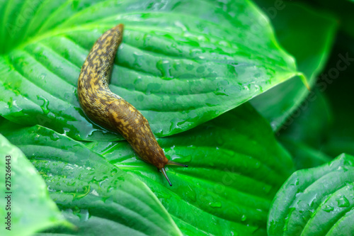 slug crawling on a green leaf of a bush close up
