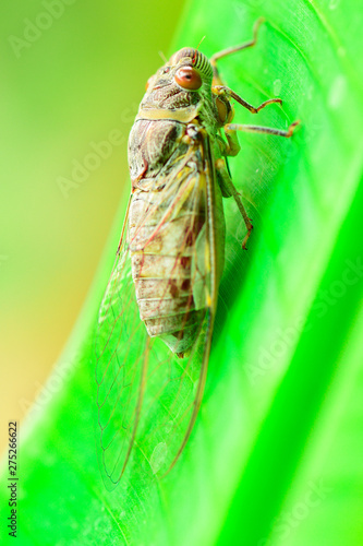 Closeup By Selective Focus Cicada is on the Green leaves in nature.