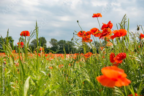 Poppy flower field netherlands