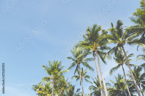 Leaves palm coconut trees farm against blue sky, at tropical coast,summer tree, beautiful summer landscape background. perspective view space copy write a message in the sky. 