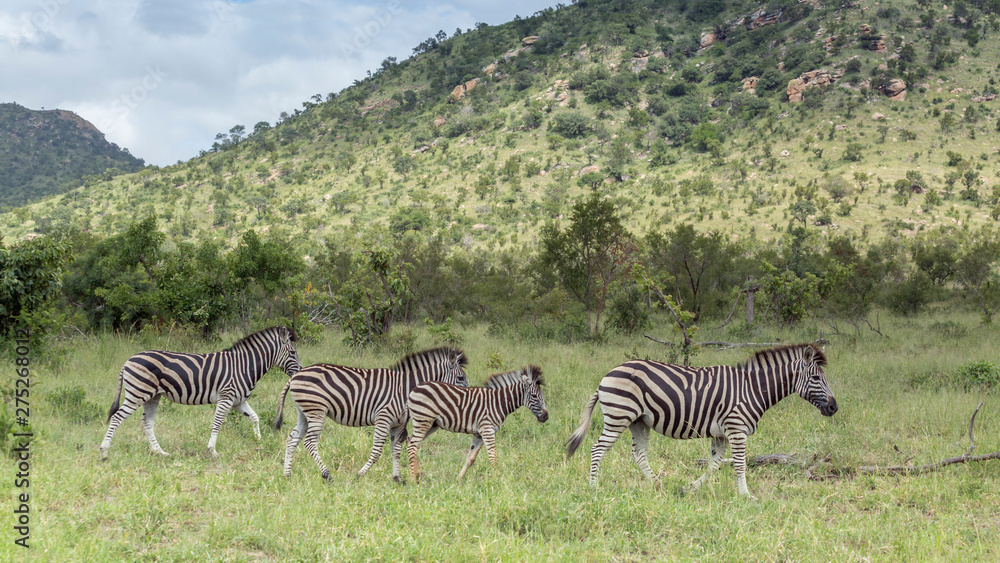Obraz premium Plains zebra in Kruger National park, South Africa