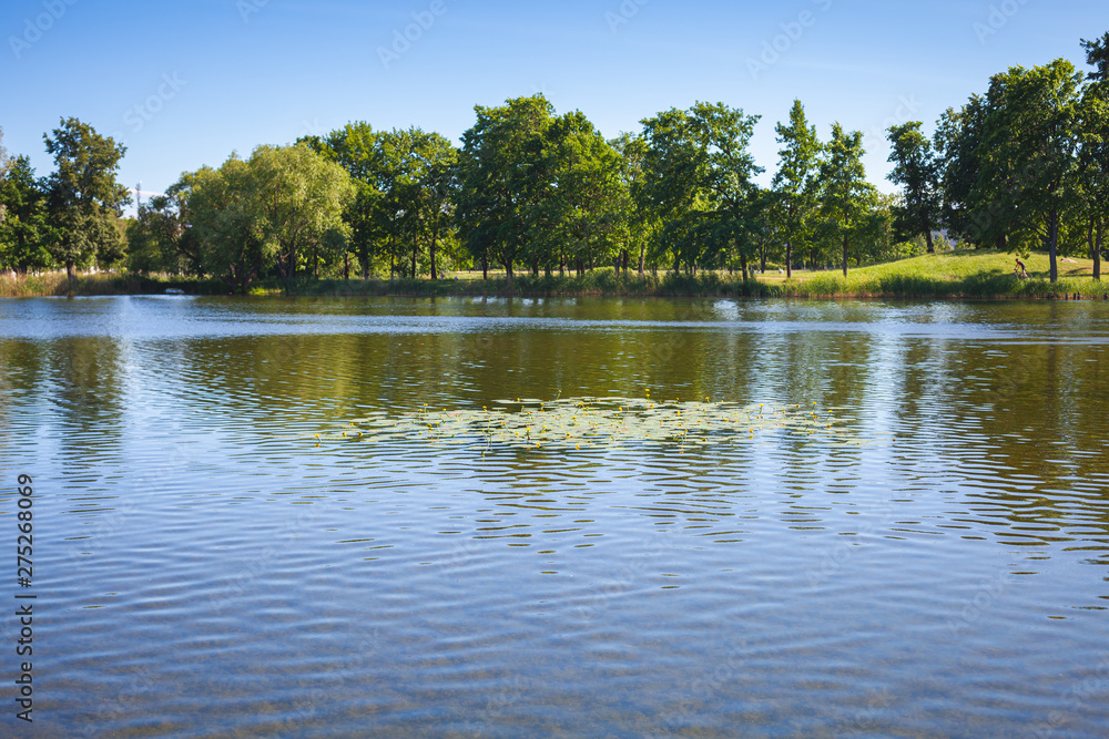 Shallow pond with yellow water-lily