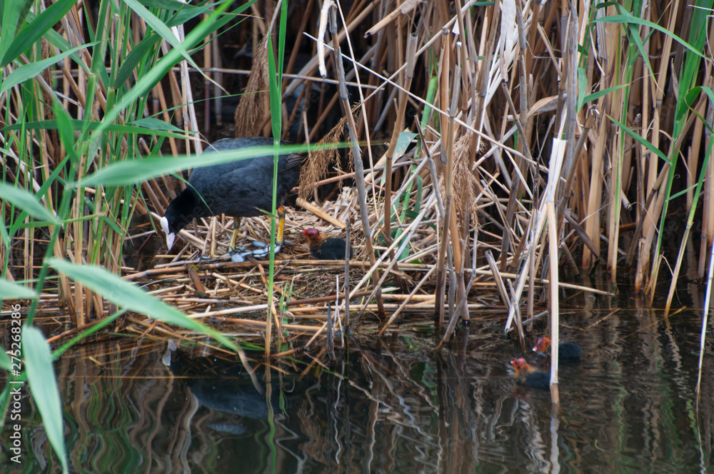 Fototapeta premium The Eurasian Coot, Fulica atra, also known as Coot breeding on its nest