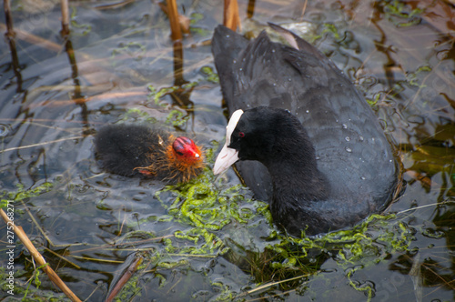 Foto The Eurasian Coot (Fulica Atra) with a newborn chicks