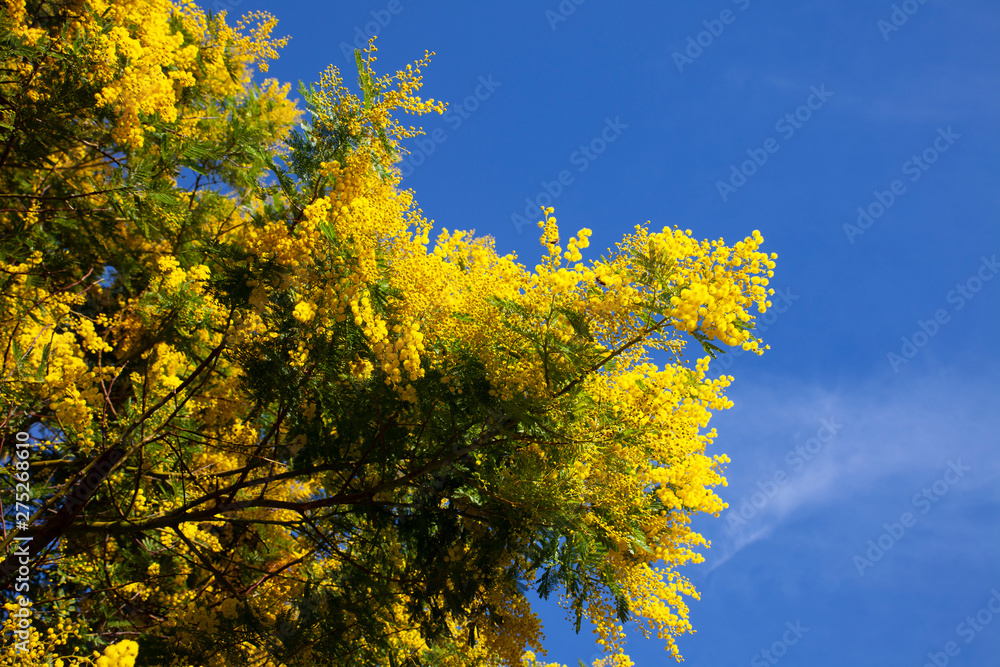 Acacia dealbata flowers Acacia dealbata flowers