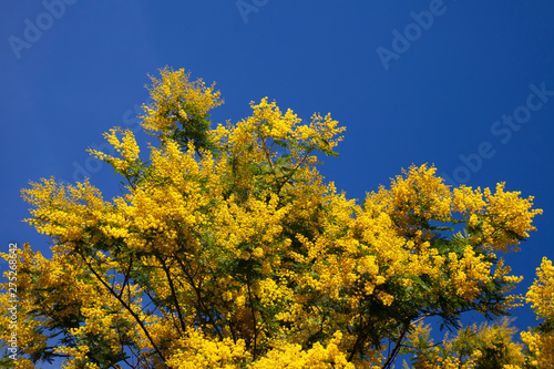 Acacia dealbata flowers