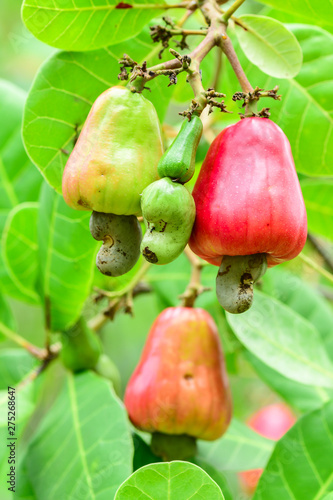 Cashew nut on the tree,Cashew or Anacardium occidentale or marañón.