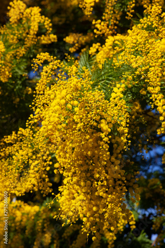 Acacia dealbata flowers