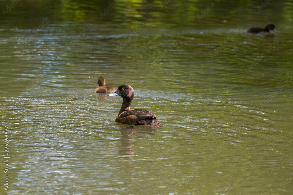 Tufted duck in a pond on the Drottningholm island Stockholm Tufted duck in a pond on the Drottningholm island Stockholm