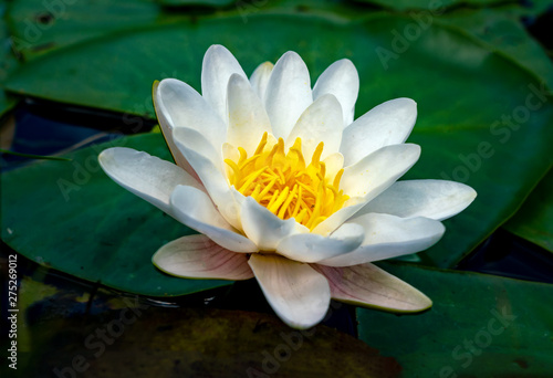 Fototapeta Naklejka Na Ścianę i Meble -  White lotus water lily