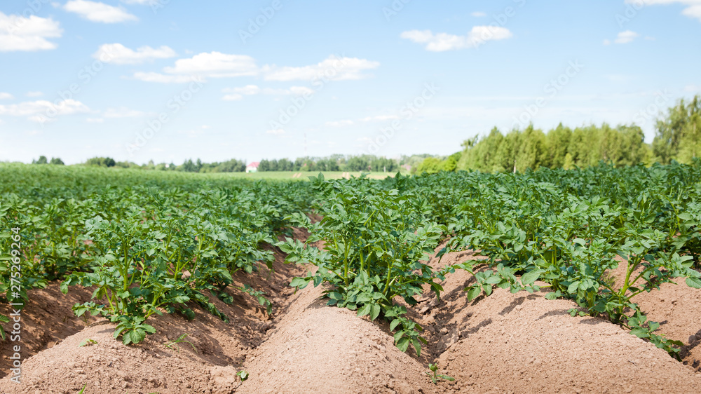 Rows of potatoes on the farm field. Cultivation of potatoes in Russia. Landscape with agricultural fields in sunny weather.