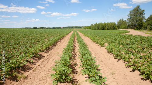 Rows of potatoes on the farm field. Cultivation of potatoes in Russia. Landscape with agricultural fields in sunny weather. Landscape with agricultural fields in sunny weather. A field of potatoes in photo