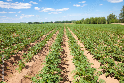 Rows of potatoes on the farm field. Cultivation of potatoes in Russia. Landscape with agricultural fields in sunny weather. Landscape with agricultural fields in sunny weather. A field of potatoes in