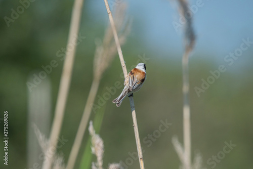 Eurasian penduline tit on a reeds