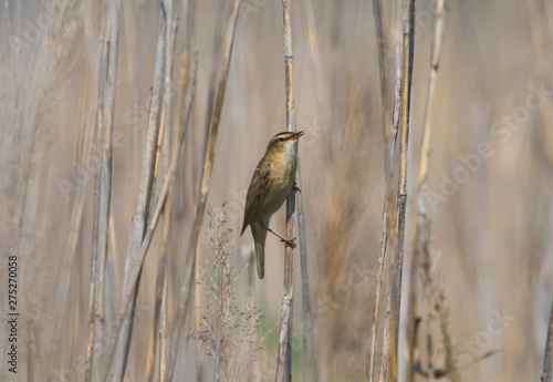 Eurasian reed warbler on a reed in the bird protection area Hjälstaviken close to Stockholm