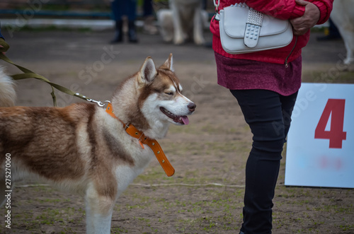 A red husky in such an orange collar stands next to the show ring. Now it's his turn to compete for first place at the dog show. photo