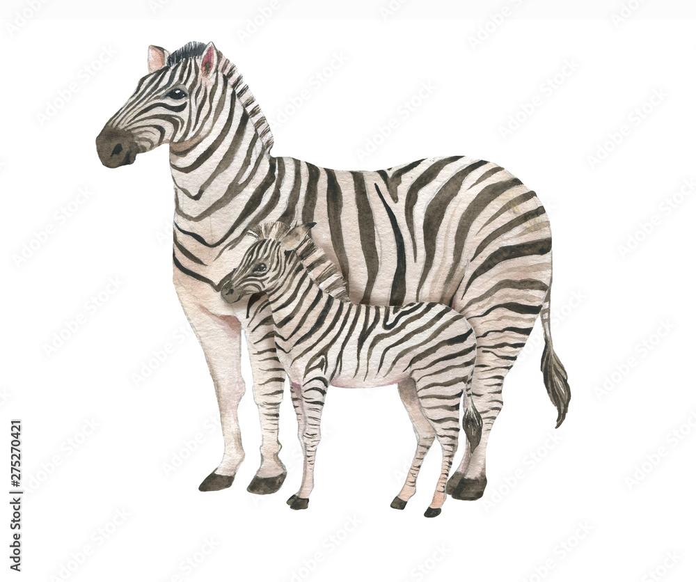 Obraz premium Hand drawn watercolor illustration with cute zebras. Baby and mother zebra isolated on the white background