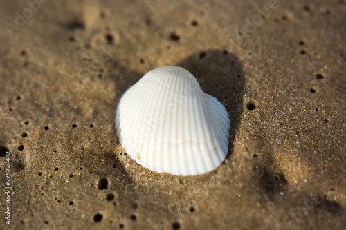 white shell on a sandy beach during sunrise