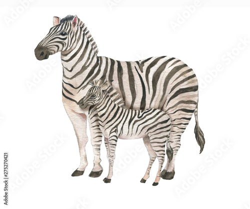 Hand drawn watercolor illustration with cute zebras. Baby and mother zebra isolated on the white background