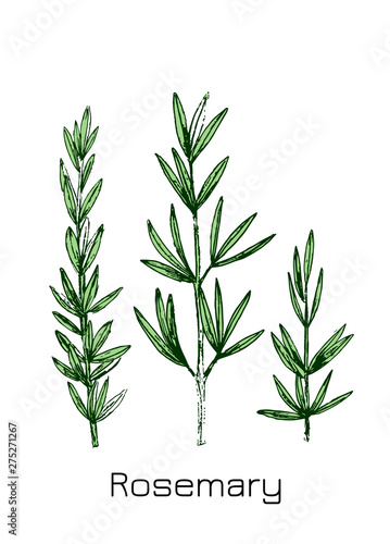 Rosemary branch. Isolated on white background. Hand drawn vector illustration. Retro style