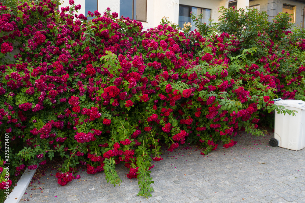 Red tea rose fence. Fence decoration from prying eyes.