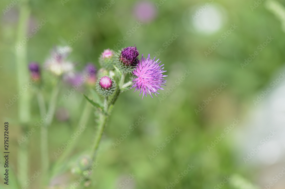 Blooming thistle on a sunny summer day close-up Blooming thistle on a sunny summer day close-up