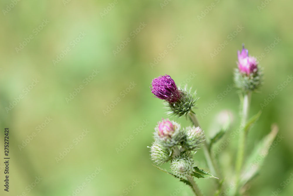 Blooming thistle on a sunny summer day close-up