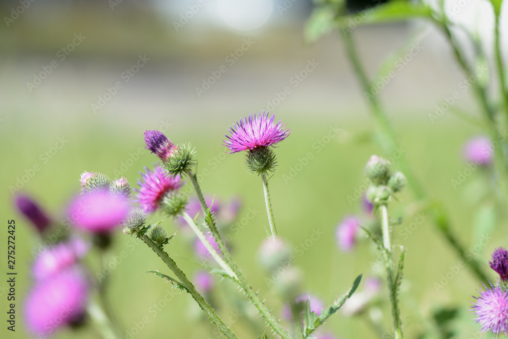 Blooming thistle on a sunny summer day close-up Blooming thistle on a sunny summer day close-up