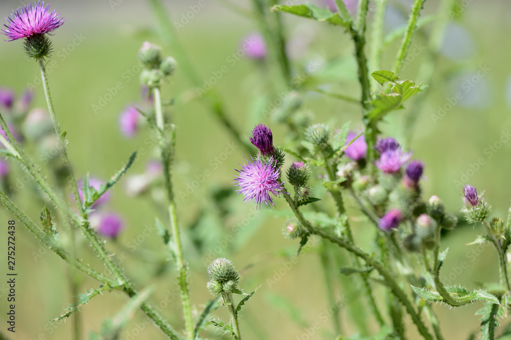 Blooming thistle on a sunny summer day close-up Blooming thistle on a sunny summer day close-up