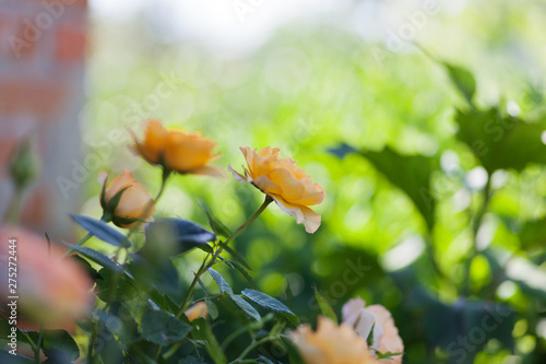 Rose flower photo. Beautiful spring or summer bloomingrose plant. Flower blossom bright image. Rose bush bloom.Selective focus, blurred background © supersomik