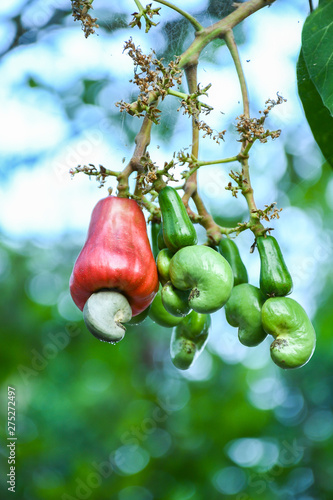 Fresh Cashew Red or Anacardium occidentale or marañón and Cashew nut on the tree.Young Green nut.Fruit color.Fruits of Warm Climates.