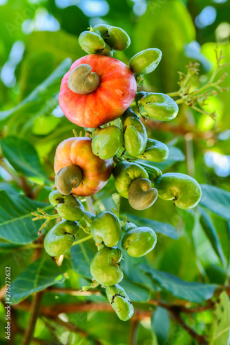 Fresh Cashew Red or Anacardium occidentale or marañón and Cashew nut on the tree.Young Green nut.Fruit color.Fruits of Warm Climates.