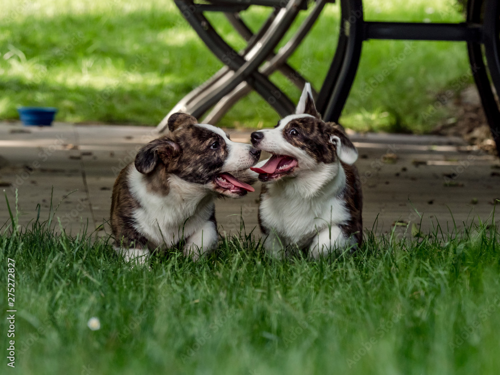 Obraz premium Two beautiful brown young corgi dogs playing in the green grass
