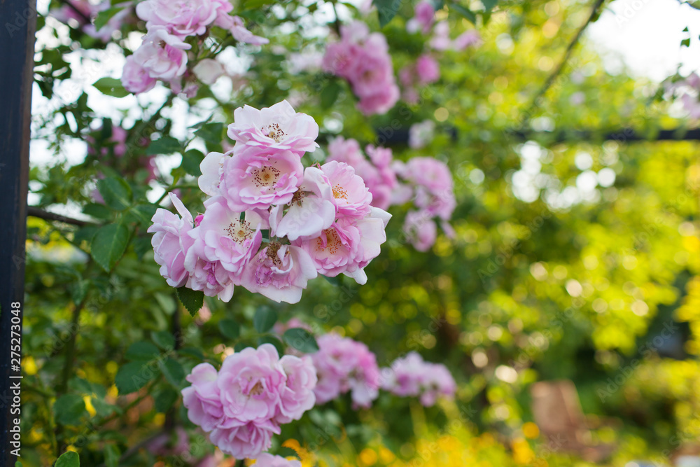 Rose flower photo. Beautiful spring or summer bloomingrose plant. Flower blossom bright image. Rose bush bloom.Selective focus, blurred background Rose flower photo. Beautiful spring or summer bloomingrose plant. Flower blossom bright image. Rose bush bloom.Selective focus, blurred background
