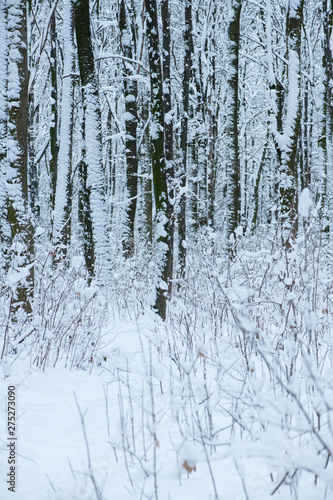 Winter snow-covered trees background