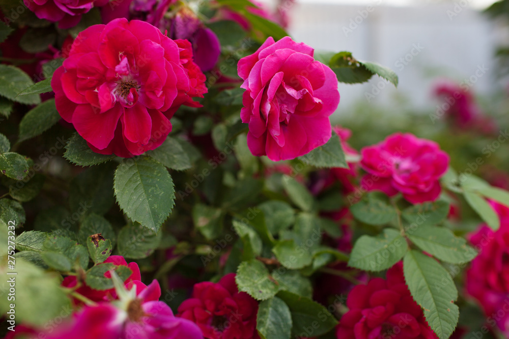 Rose flower photo. Beautiful spring or summer bloomingrose plant. Flower blossom bright image. Rose bush bloom.Selective focus, blurred background