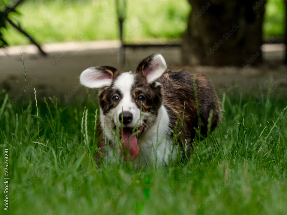 Beautiful brown young corgi dog playing in the green grass