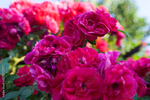 Rose flower photo. Beautiful spring or summer bloomingrose plant. Flower blossom bright image. Rose bush bloom.Selective focus  blurred background