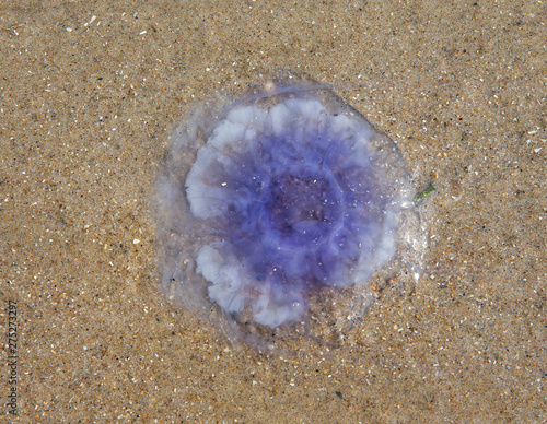 Jellyfish. Beach and dunes North Sea coast. Julianadorp