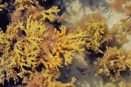 seaweed under water © Jane