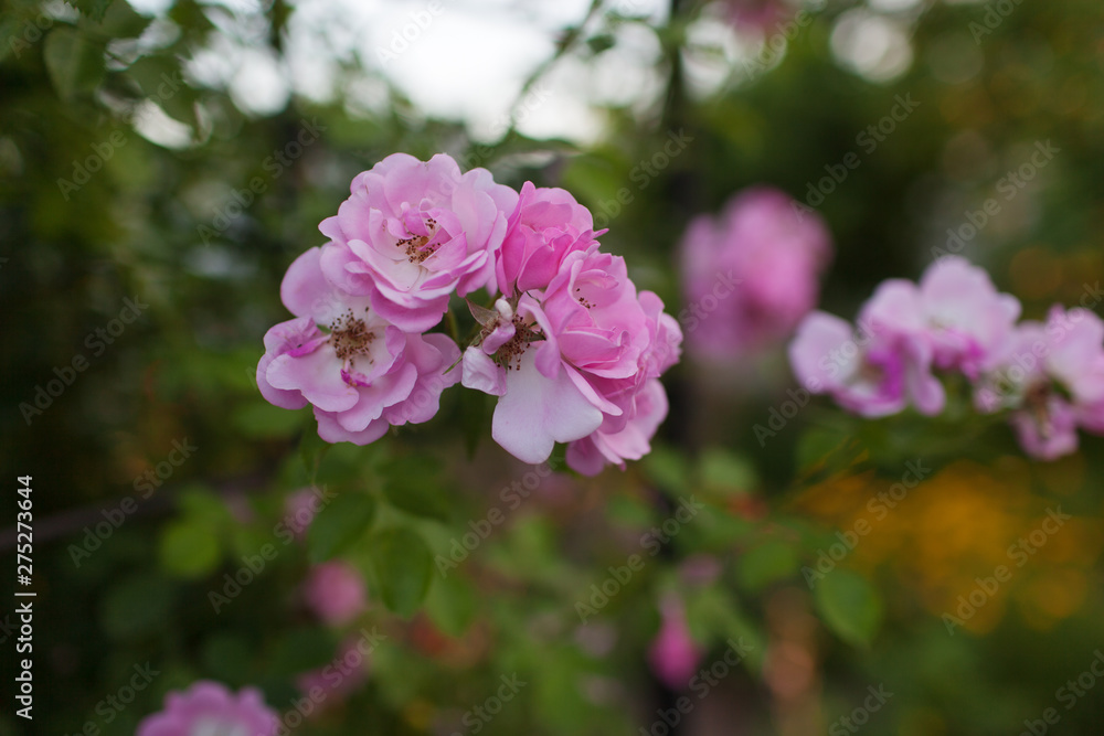 Rose flower photo. Beautiful spring or summer bloomingrose plant. Flower blossom bright image. Rose bush bloom.Selective focus, blurred background Rose flower photo. Beautiful spring or summer bloomingrose plant. Flower blossom bright image. Rose bush bloom.Selective focus, blurred background