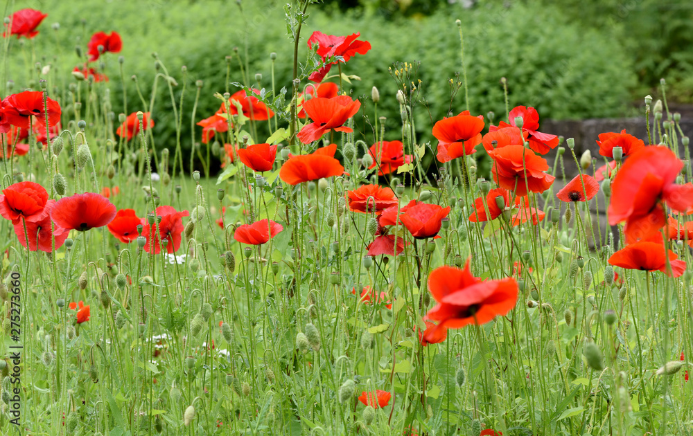 Fototapeta premium Klatschmohn, Papaver, rhoeas