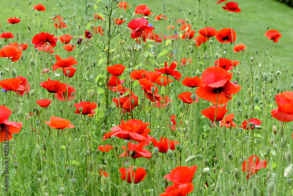 Fototapeta premium Klatschmohn, Papaver, rhoeas