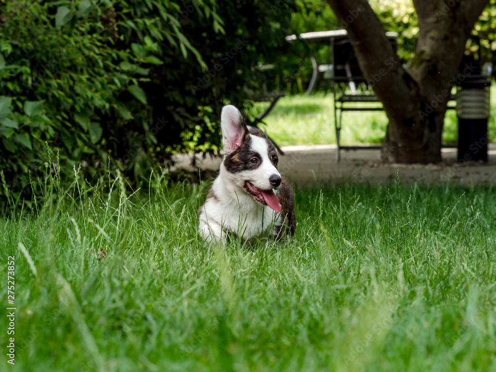Beautiful brown young corgi dog playing in the green grass