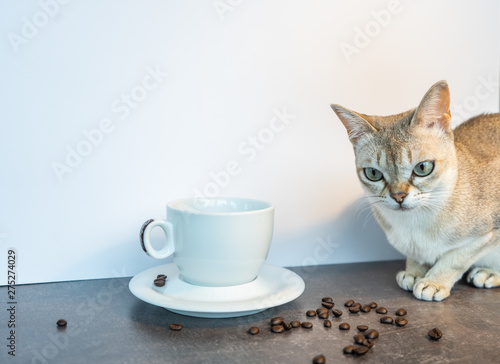 singapura cat with cup of coffee 