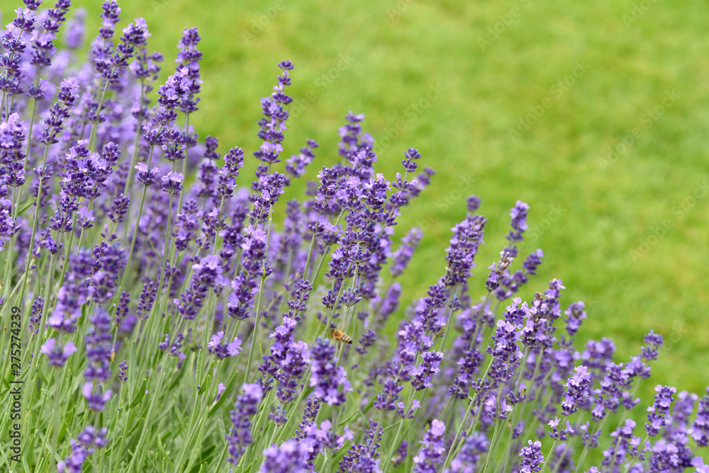 Obraz premium Lavendel, Lavendula, angustifolia