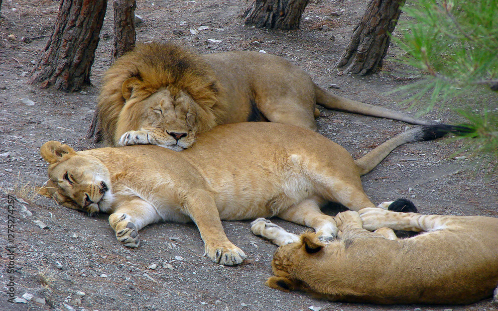 Obraz premium Lions resting