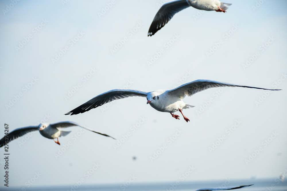 Naklejka premium Seagulls are flying in the sky in the sea and looking for food,flying action bird.